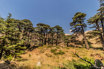 Cedars of God forest, Lebanon