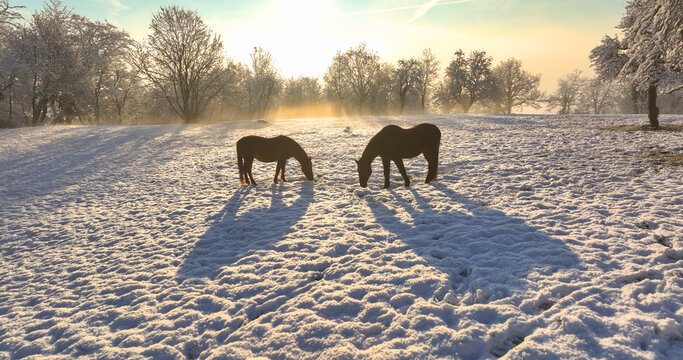 AERIAL, SILHOUETTE: Two horses grazing in a snowy meadow as the morning sun rises, casting long shadows across the frosty ground. Winter mist gently rolls through the trees, covered with fresh snow.