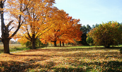 Bright colorful maple trees in late fall