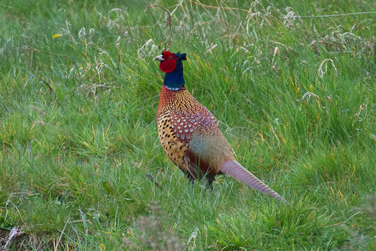 Brightly coloured male pheasant hiding in the long green grass