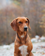 A close-up of pet sitting in a forest during autumn. The vibrant foliage around the dog adds to the calm and beautiful setting.