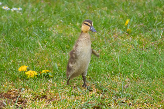 Cute baby Mallard duckling standing upright on it's legs with it's little wings out in front of it and looking comical.