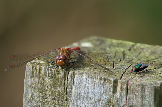 Large dragonfly and small bluebottle fly resting on the same wooden post.
