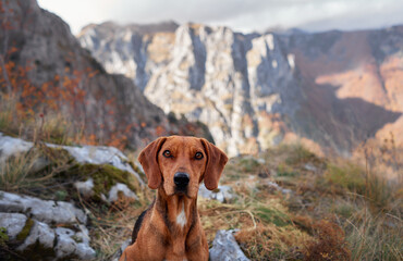 A close-up of a Nova Scotia Duck Tolling Retriever sitting on a rocky ledge in the mountains during autumn. The vibrant fall colors and rugged landscape add depth to the peaceful setting.