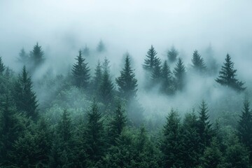 A Misty Forest Canopy with Tall Evergreen Trees