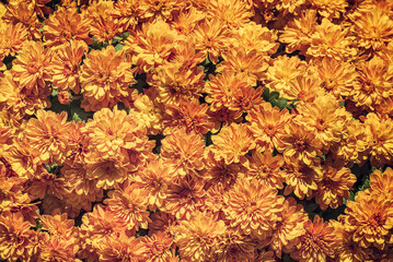Orange Autumn Mums or Chrysanthemums for flower background