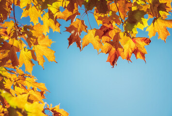 Closeup of a branch of maple tree with golden orange autumn foliage leaves against blue sky on a sunny autumn day. Copy space. Fall nature background.