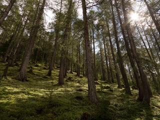 trees in the forest, Livigno