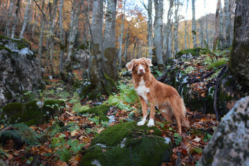 A Nova Scotia Duck Tolling Retriever is exploring a forest trail surrounded by fallen autumn leaves. The dense trees and colorful foliage create a picturesque setting.