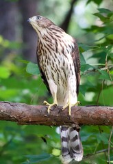 Coopers Hawk sitting on a branch in the woods