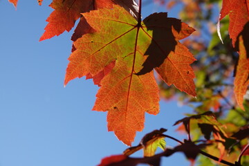 Fall folliage colored leaf in October