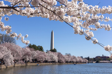 Cherry blossom in Washington, DC