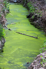 moss covered green pond path