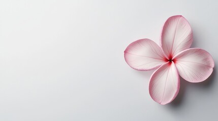 Fototapeta premium Single pink plumeria flower, centered on a crisp white background, smooth petals with gentle curves and vibrant color contrast, minimalistic elegance