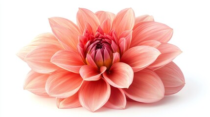 Fototapeta premium Detailed close-up of a pink dahlia, isolated on white, vibrant petals perfect for floral designs and advertising, clean and elegant presentation