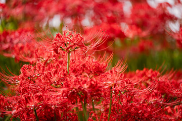 Vibrant Red Spider lily Flowers