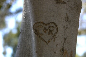 C and R initials carved on tree trunk