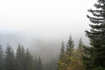 Foggy forest mountain landscape with dense evergreen trees and autumn leaves fading into the mist. Wilderness, nature exploration, and serene outdoor adventure in a remote, peaceful environment. 