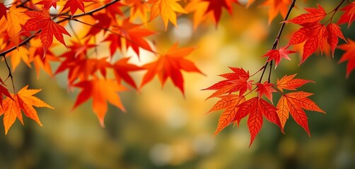 Obraz premium web banner design for autumn season and end year activity with red and yellow maple leaves with soft focus light and bokeh background