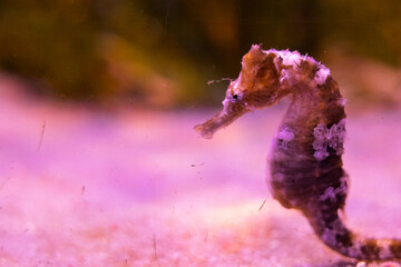 Un delicado caballito de mar flota tranquilamente en las aguas, rodeado de algas. Su elegante postura y movimientos suaves crean una escena encantadora de la vida marina en su hábitat natural.