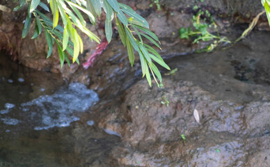 green leaves hanging down near riverside rocks