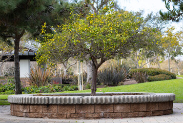 blooming lemon tree with yellow fruit