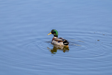 duck on the water