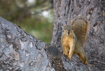 squirrel with fluffy tail on tree branch