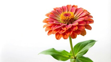 Depth of field isolated zinnia plant on clean white background