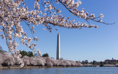 A blooming tree