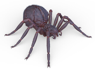 蜘蛛　3DCGレンダリング