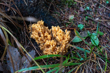 Close-up of a bright orange coral fungus growing on a forest floor among leaves and grass in autumn. High quality photo