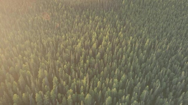 Aerial moving forward and looking down at a evergreen forest lite by rising yellow sun
