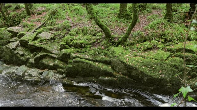 A stream cascades over a small waterfall to join another river, in autumnal woodland, River Erme, Ivybridge Woods, near Ivybridge, Dartmoor National Park, Devon, England, United Kingdom, Europe