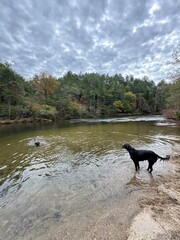 dog in the lake