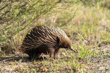 Echidna, Ameisenigel, Schnabeligel