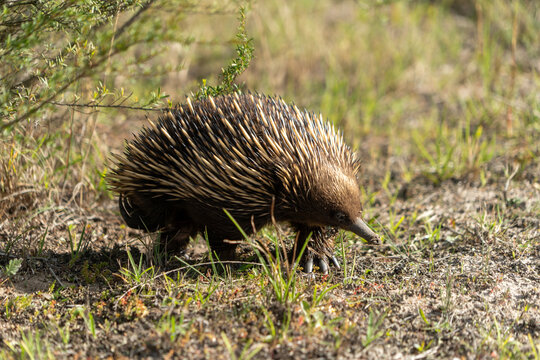 Echidna, Ameisenigel, Schnabeligel