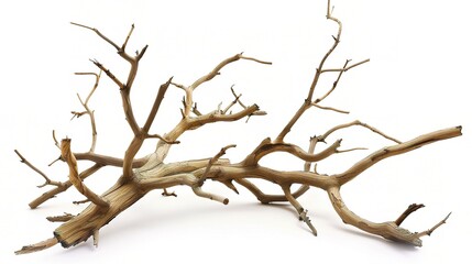 Dry tree branches isolated on white background - a stark and delicate sight. This image presents dry tree branches standing out against a pure white backdrop