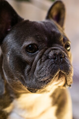 Fototapeta premium Portrait of a French Bulldog Puppy