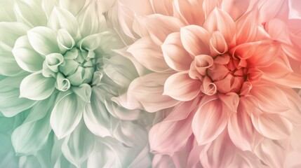 Fototapeta premium Close-up of Two Delicate Dahlias