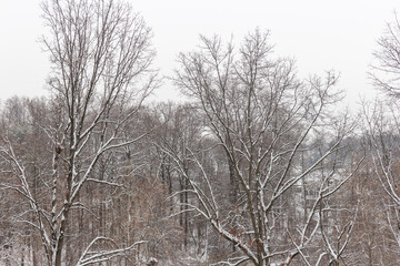 A winter forest