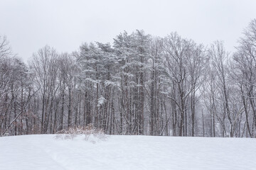 A winter forest