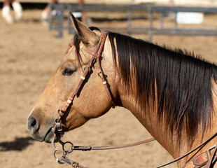 close up of horse