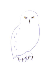 Fototapeta premium 白フクロウのイラスト