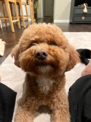 doodle dog getting pets