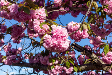 A blooming  tree in spring 