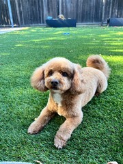 Fototapeta premium doodle dog in the grass