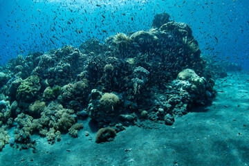Hordes of fish swim over a healthy coral reef near a remote island in the Lesser Sunda Islands of Indonesia. This region is part of the Coral Triangle and harbors spectacular marine biodiversity.