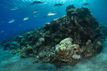 Hordes of fish swim over a healthy coral reef near a remote island in the Lesser Sunda Islands of Indonesia. This region is part of the Coral Triangle and harbors spectacular marine biodiversity.