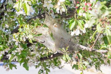 A caterpillar web on the tree